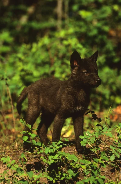 Lobo bonito cachorro — Fotografia de Stock