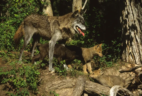 Stock image Female Wolf and Pup