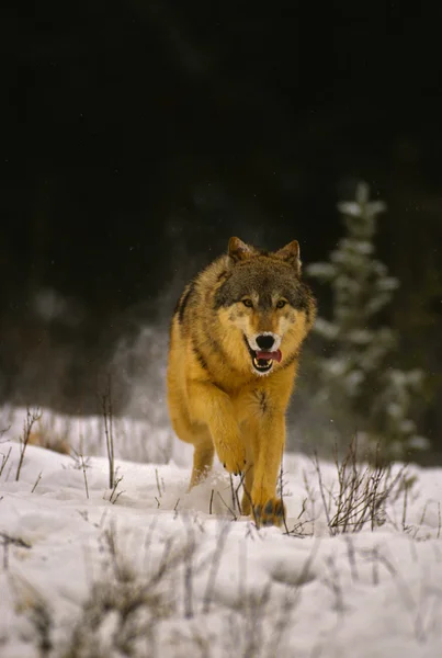 Lobo corriendo en la nieve — Foto de Stock
