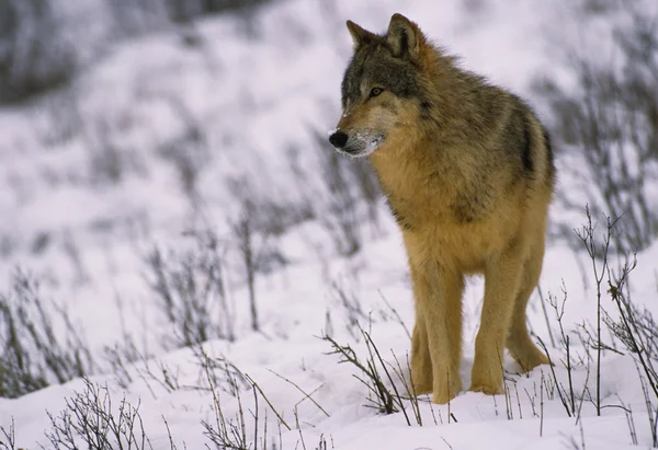 雪のオオカミ — ストック写真