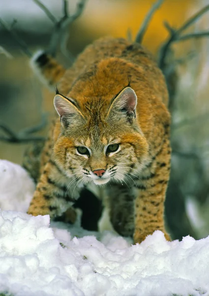 Bobcat zimą — Zdjęcie stockowe