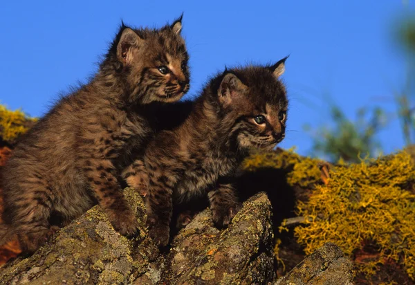 Baby Bobcats on Rock — Stock Photo, Image