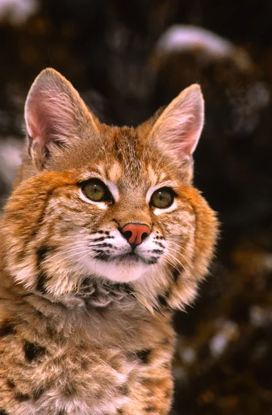 Bobcat portre — Stok fotoğraf