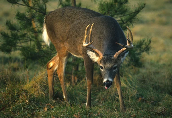 Whitetail Buck. — Fotografia de Stock