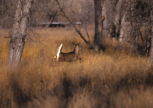 Whitetail 鹿 doe を実行しています。 — ストック写真