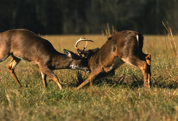 Whitetaille Deer Bucks Fighting — стоковое фото