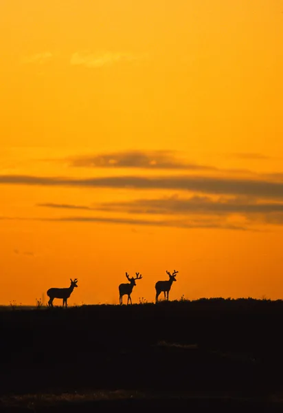 Μουλάρι ελάφια bucks στο ηλιοβασίλεμα — Φωτογραφία Αρχείου