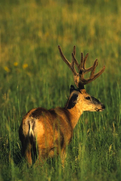 Mule Deer Buck in Velvet — Stock Photo, Image