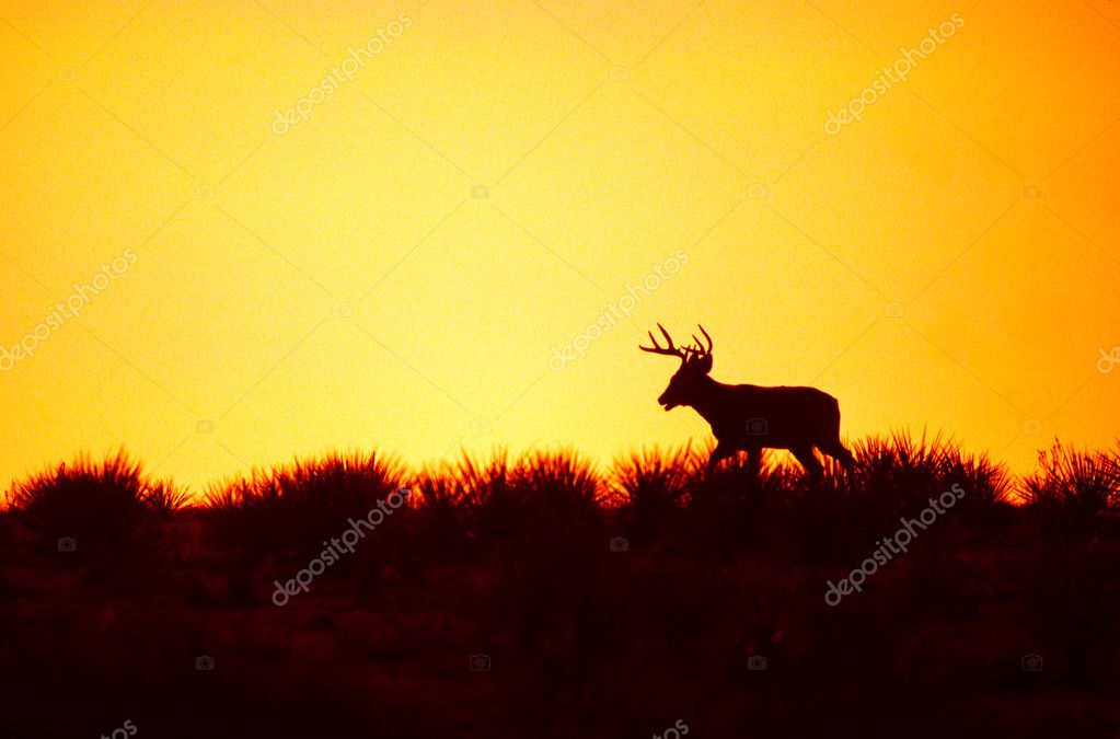 Digital Art Of Large Whitetail Buck Running Through A Stream With Sunset In  Background