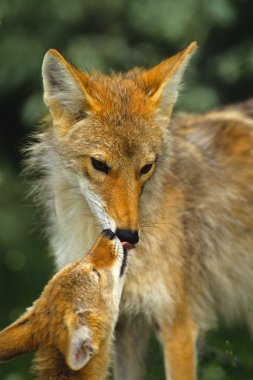 Female Coyote Kissing Her Young Pup clipart