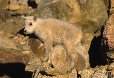 dağ goatkid