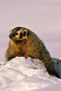 Badger in Snow clipart