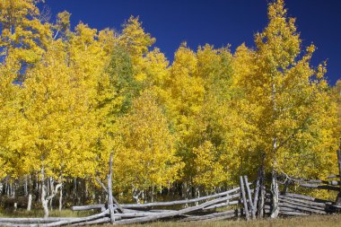 Aspens Güz