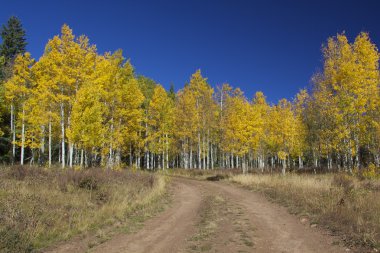 Aspens Güz