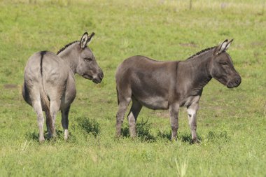 Miniature Donkeys clipart