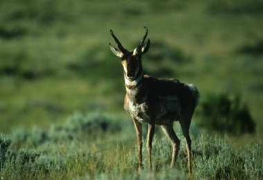 Boynuzlu antilop Buck