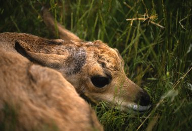 pronghorn antilop açık kahverengi