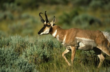 Boynuzlu antilop Buck