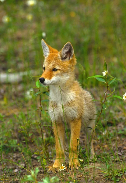 Симпатичный койотский щенок — стоковое фото