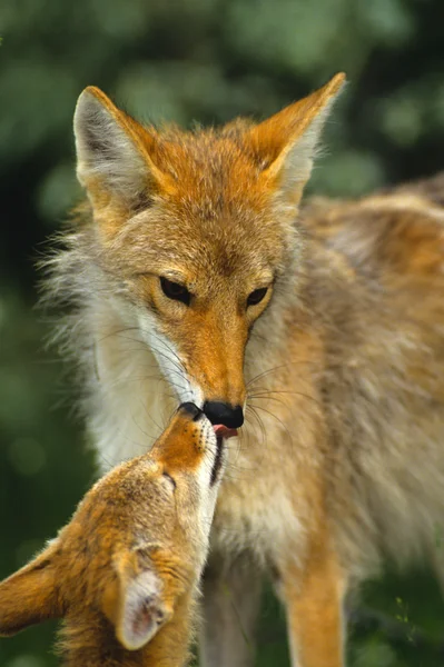 Feminino coiote beijar ela jovem filhote — Fotografia de Stock