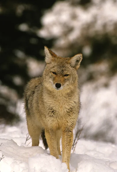 Coyote jakt — Stockfoto