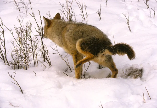 Kojote markiert Revier im Schnee — Stockfoto