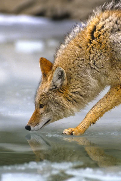 Polowania Coyote — Zdjęcie stockowe