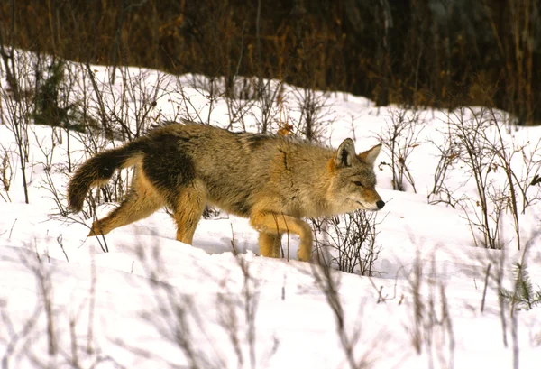 Coyote Hunting — Stock Photo, Image