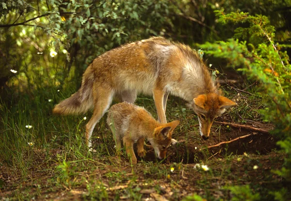 Női coyote tanítás ő fiatal kölyökkutya — Stock Fotó