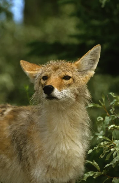 Portret kojot — Zdjęcie stockowe
