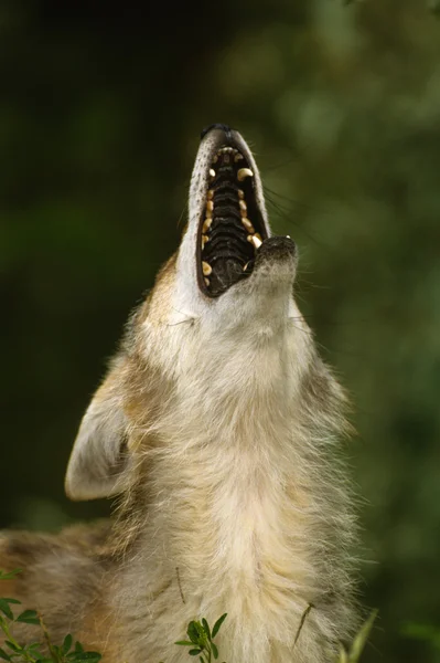 Λύκος που ουρλιάζει — Φωτογραφία Αρχείου