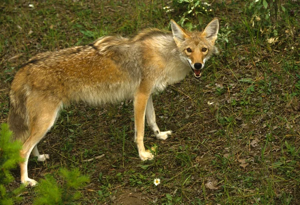 Nieuwsgierig coyote — Stockfoto