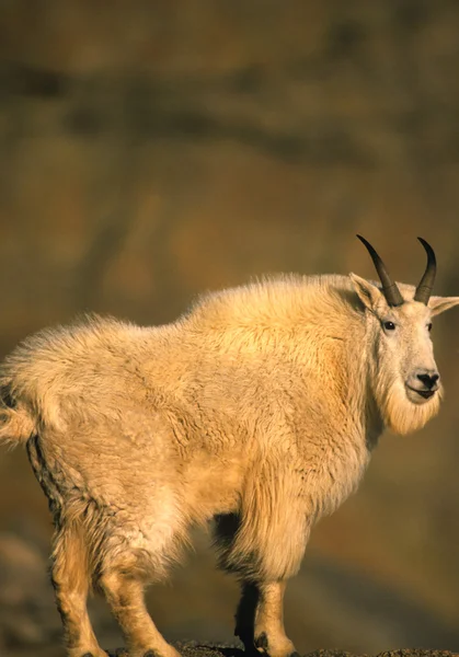 Mountain Goat on Rock — Stock Photo, Image