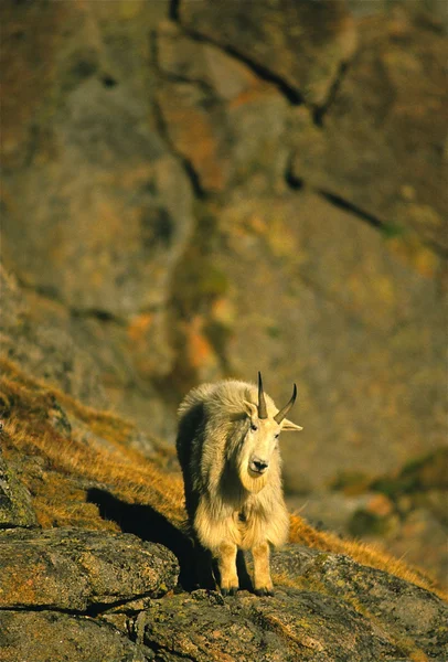 Cabra de montaña —  Fotos de Stock