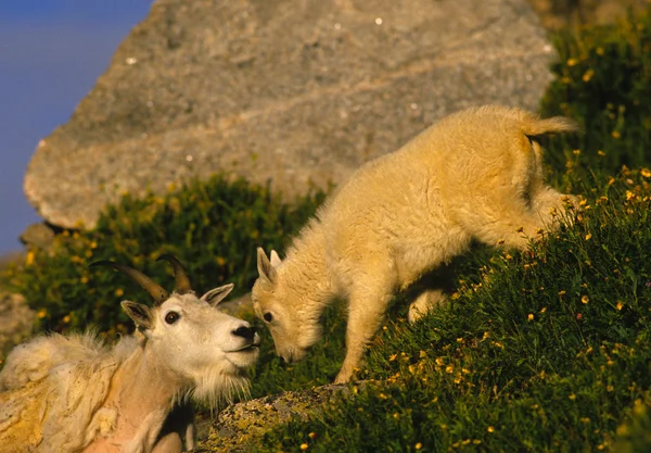 Cabra de montaña Niñera y niño —  Fotos de Stock