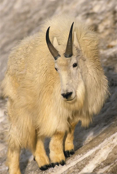 Горная коза на снежном берегу — стоковое фото