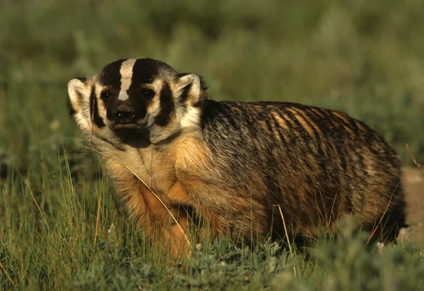 Badger di padang rumput — Stok Foto