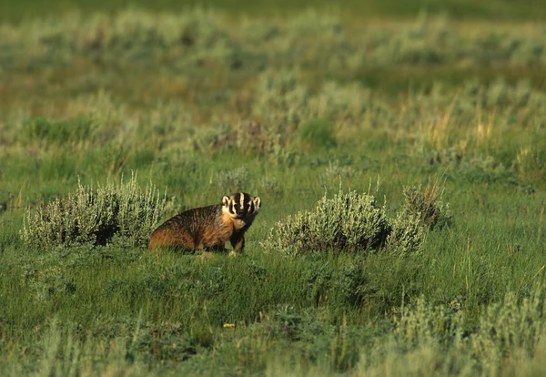 Badger on the Prairie