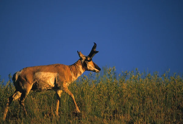 Kürtös antilop bak — Stock Fotó