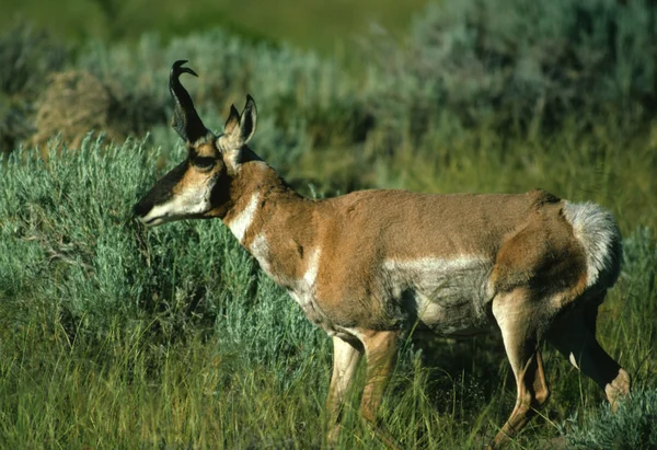 stock image Pronghorn Antelope Buck