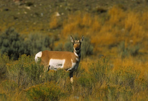 Doe Pronghorn antilope — Foto Stock