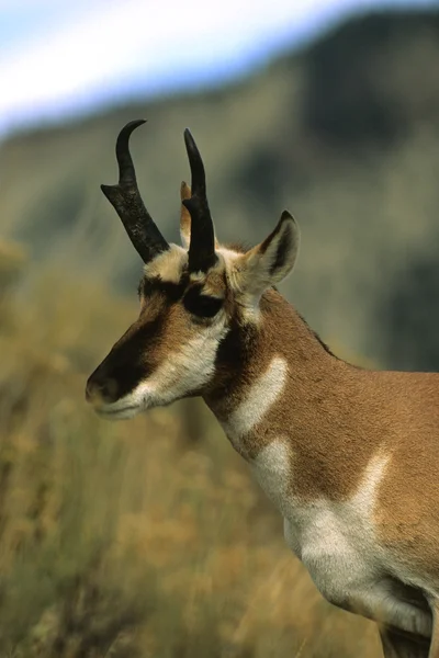 Pronghorn Antelope Buck Retrato — Foto de Stock