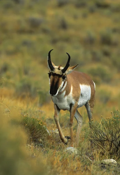 Pronghorn antilope buck — Foto Stock