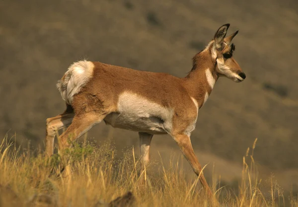 Doe pronghorn antelope — Foto de Stock
