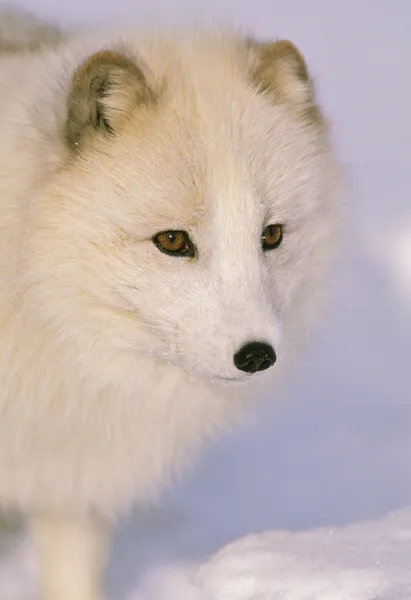 Arktická liška v zimě — Stock fotografie