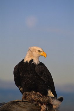 Bald Eagle With prey and moon clipart