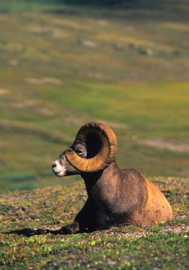 Yataklı bighorn koyun ram