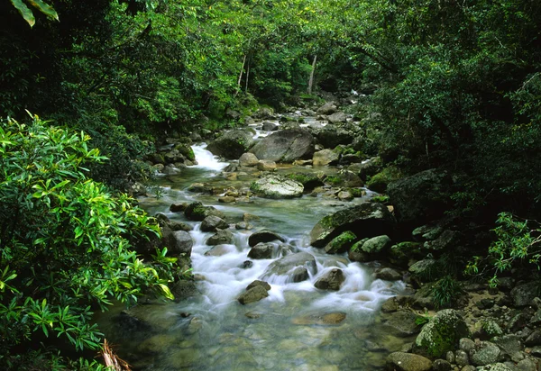 Тропічні ліси потік — стокове фото