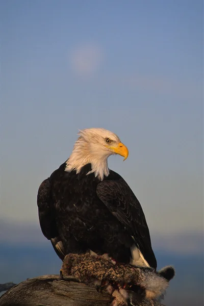 Bald Eagle With prey and moon — Stock Photo, Image