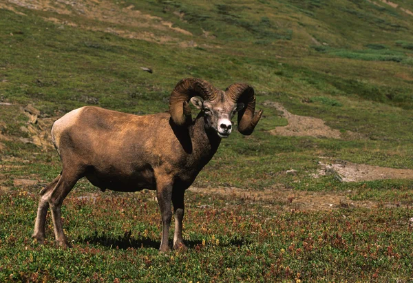 Bighorn koyun ram — Stok fotoğraf